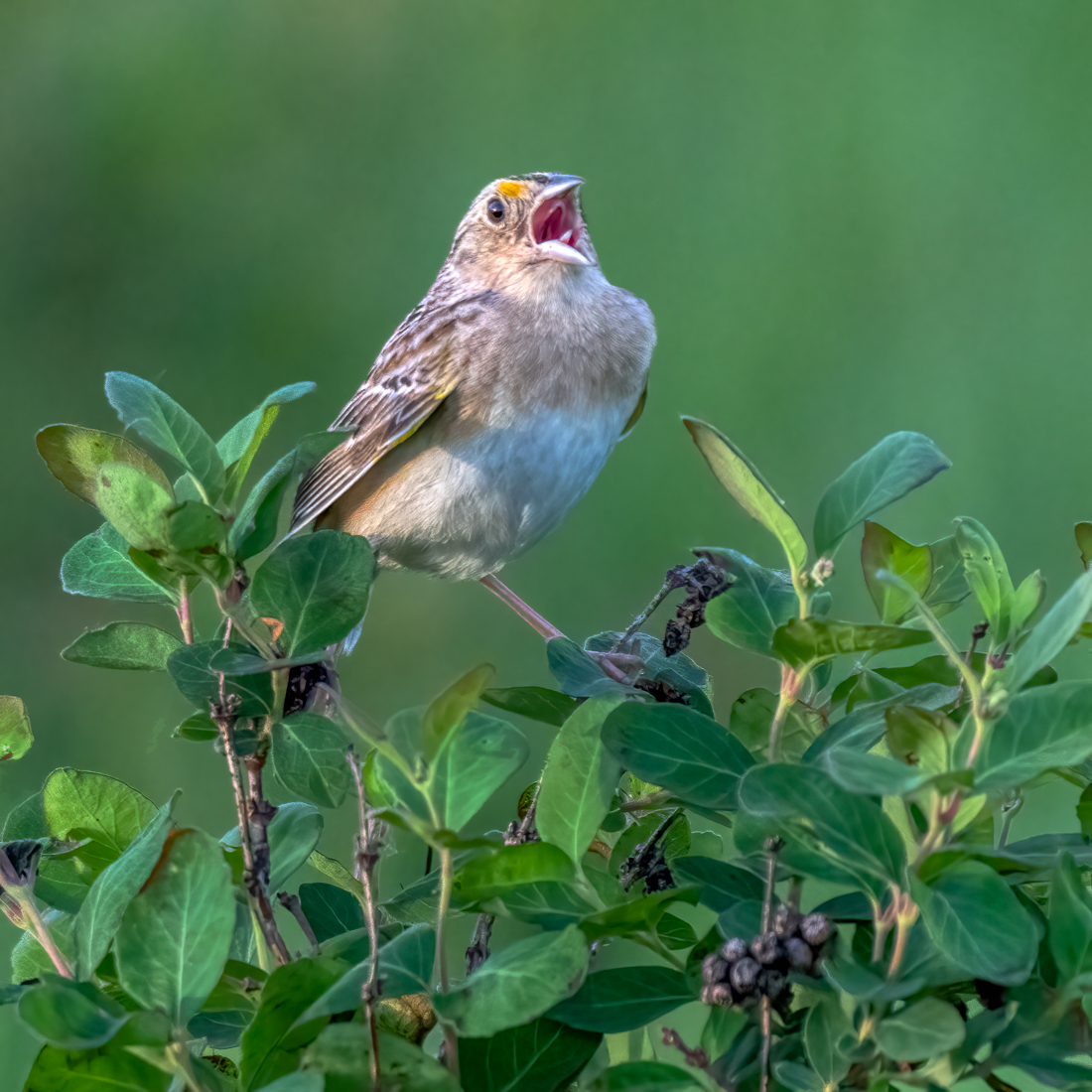 Grasshopper sparrow-06381-Edit.jpg