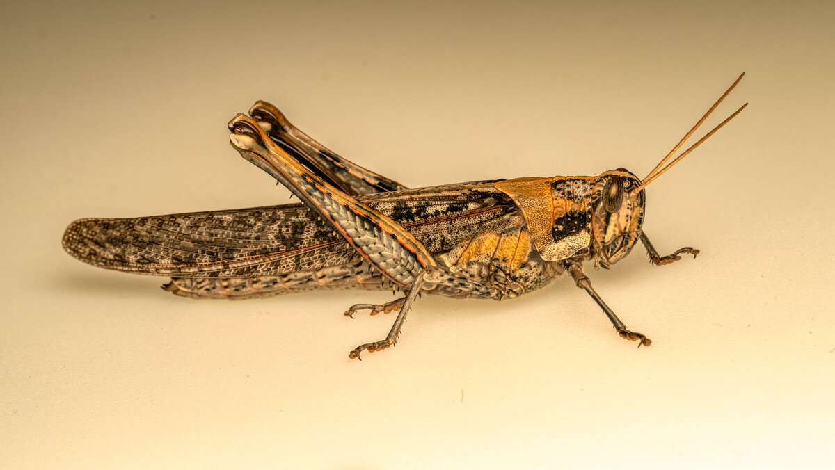Gray Bird Grasshopper -04163-Edit.jpg