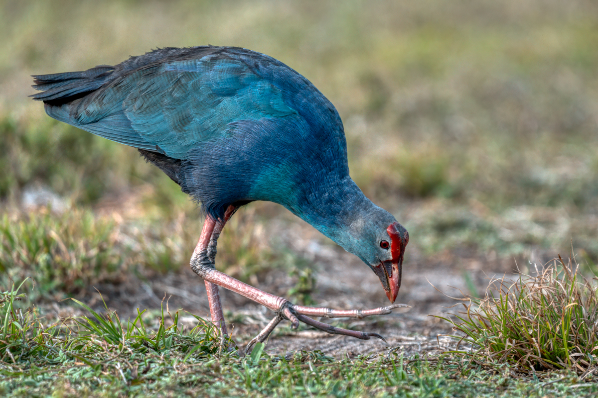 Gray-headed Swamphen-03865-Edit.jpg