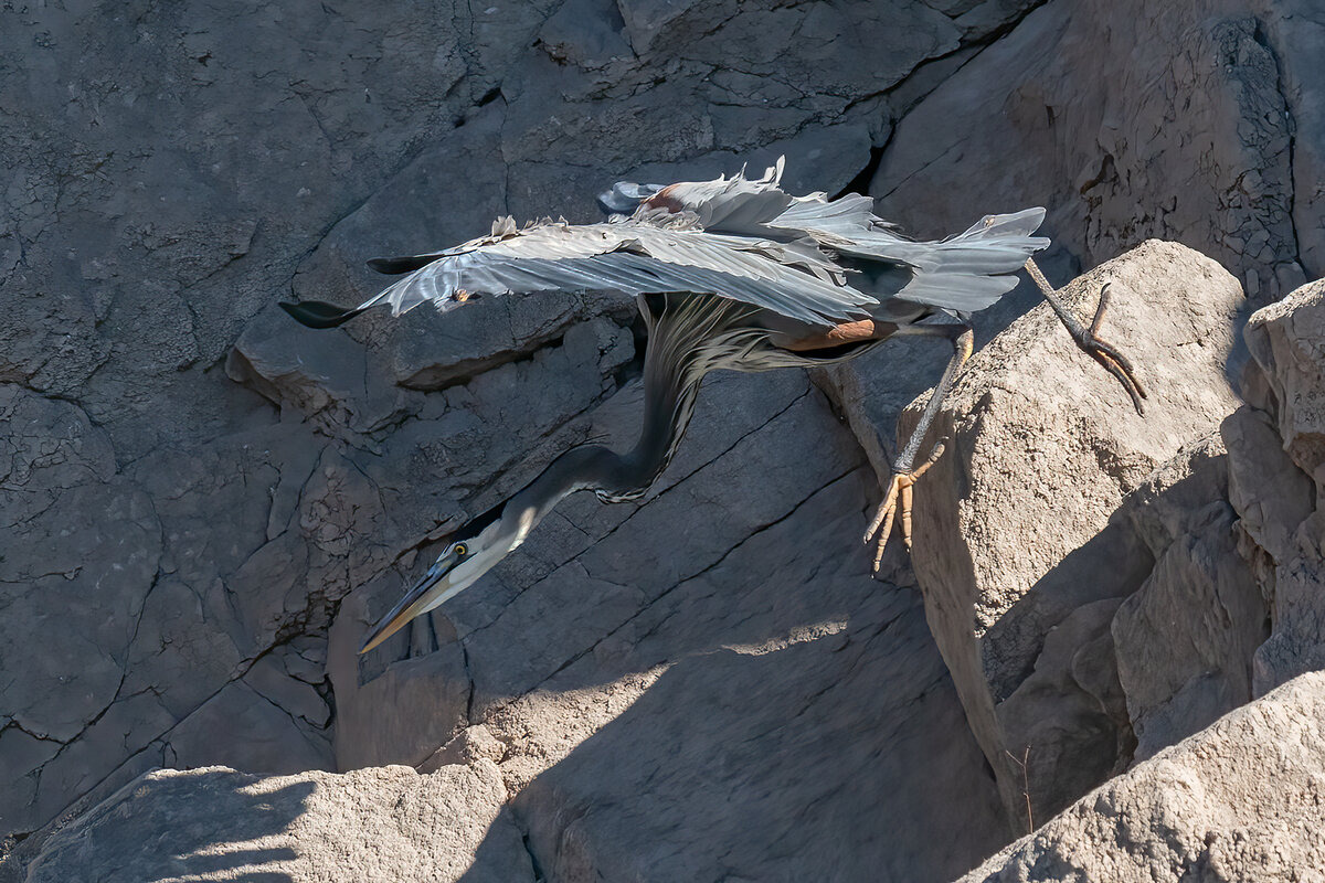 Great Blue Heron-02189-Edit.jpg