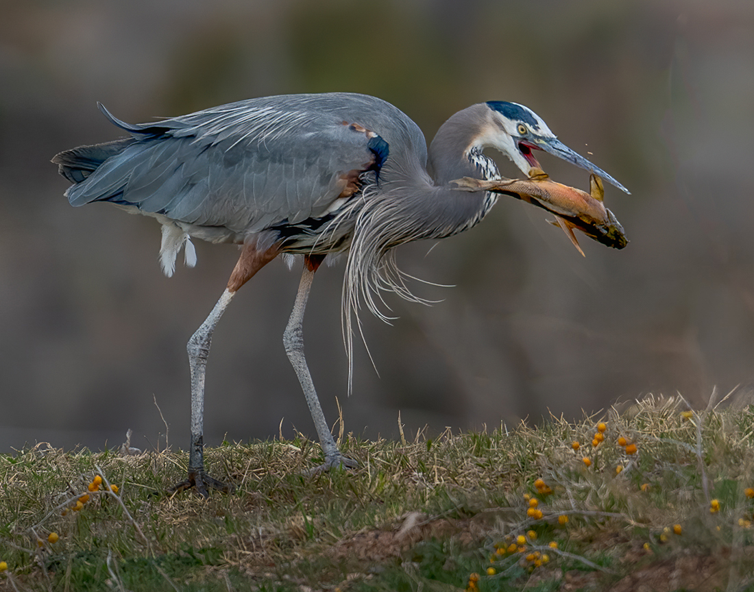 Great Blue Heron-0987-Edit.jpg