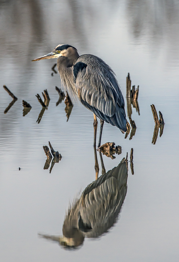 Great Blue Heron (1 of 1).jpg