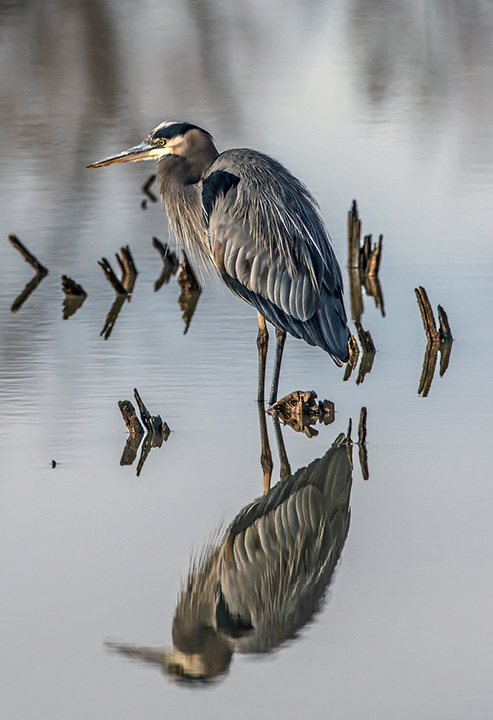 Great Blue Heron (1 of 1).jpg