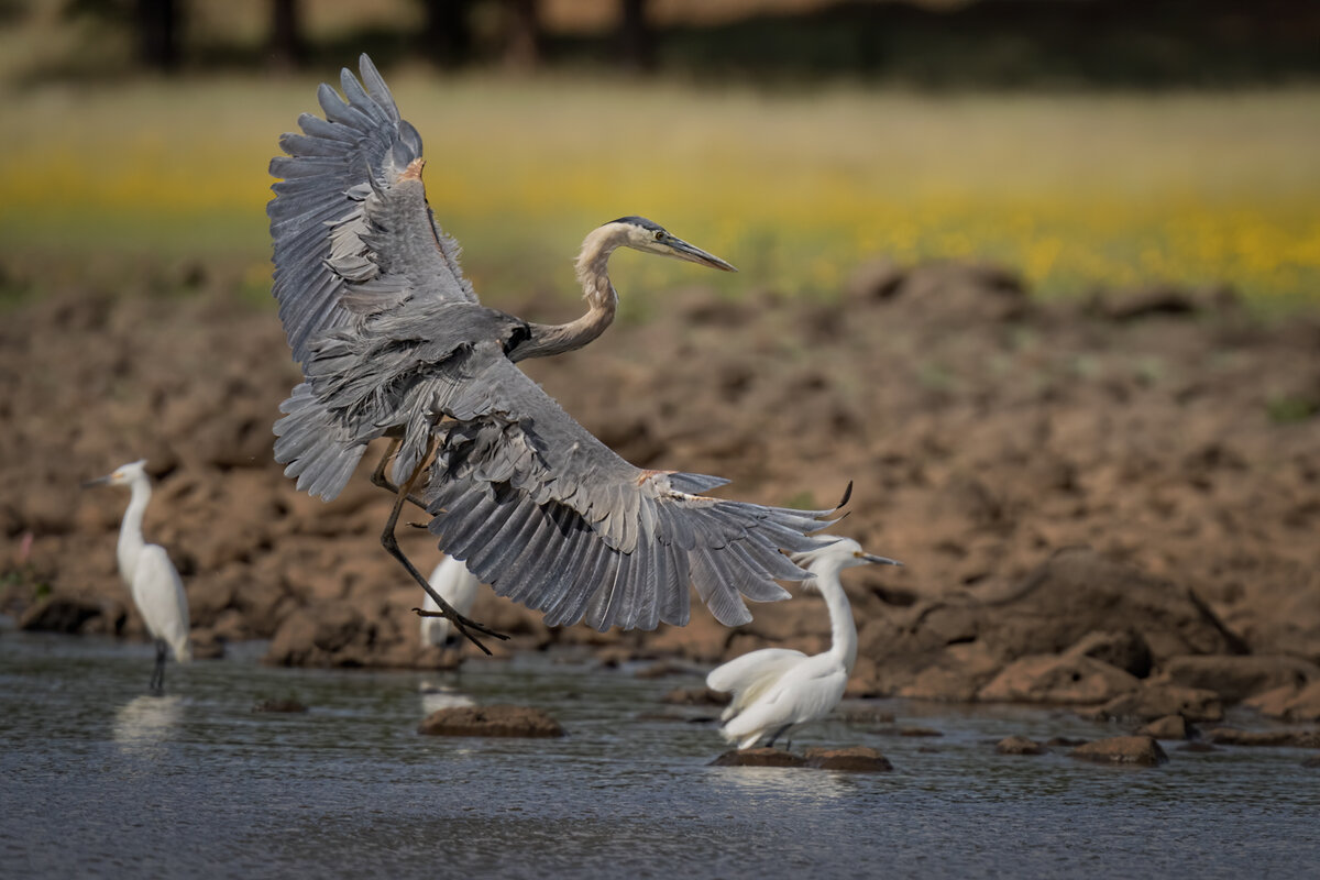 Great Blue Heron-6595-2-Edit.jpg