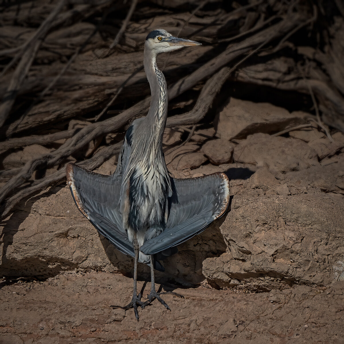 Great Blue Heron-7109-Edit.jpg