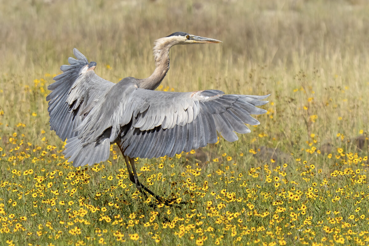 Great Blue Heron-7220-Edit.jpg