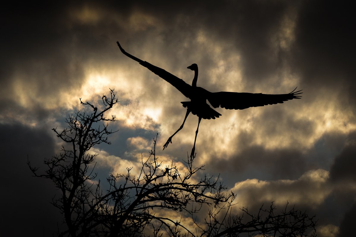 Great blue heron-7435-Edit.jpg