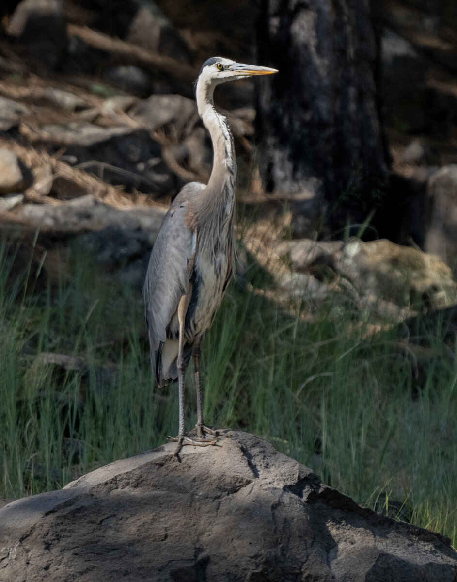 Great Blue Heron-8342.jpg