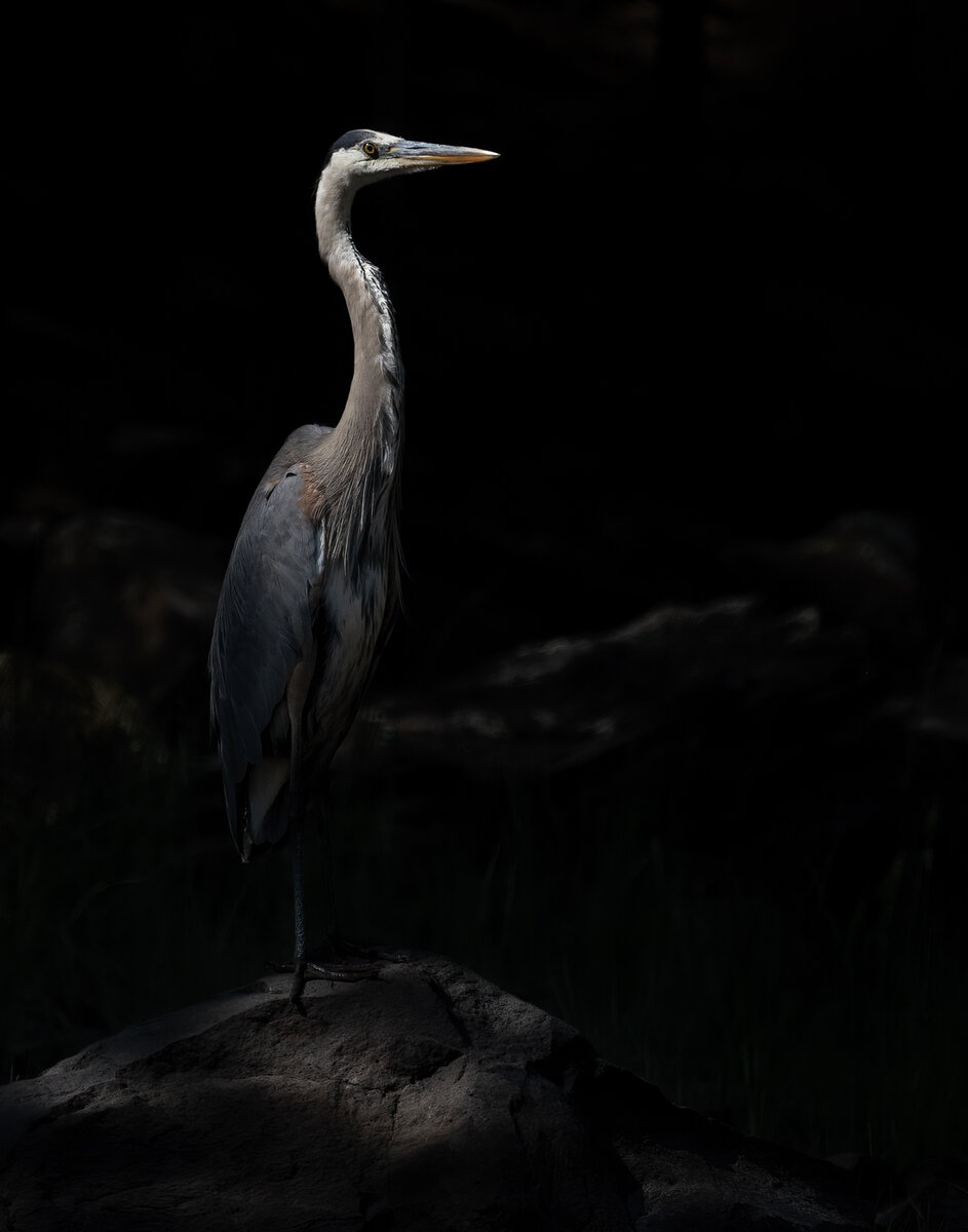 Great Blue Heron best-7680-Edit.jpg
