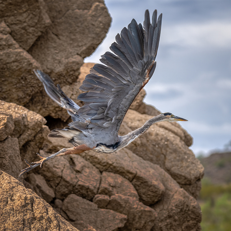 Great Blue Heron.jpg