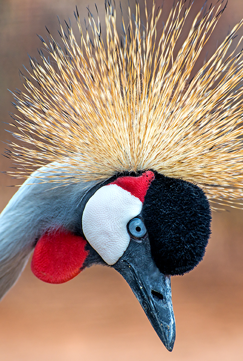 Great Crested Crane.jpg