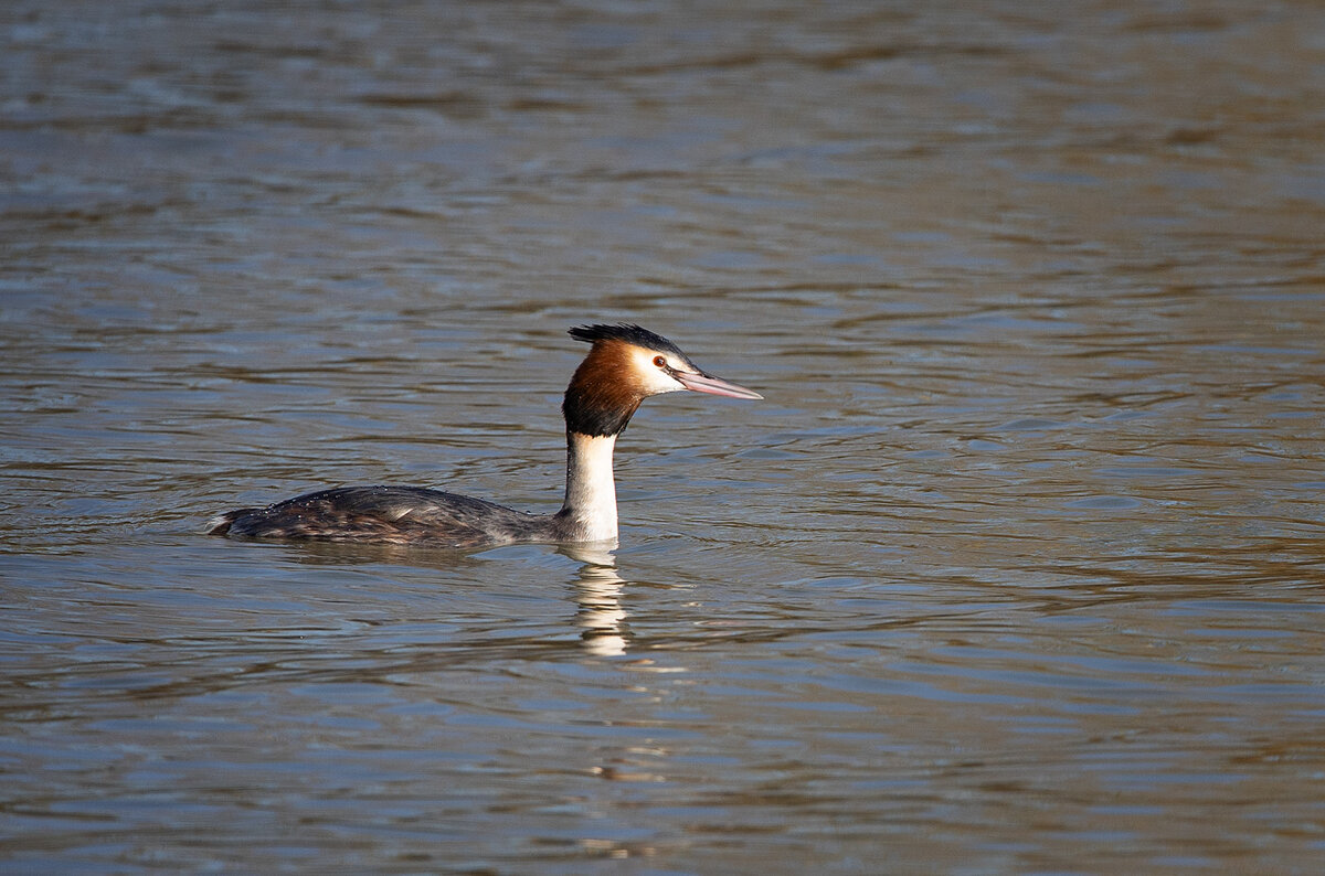 Great Crested Grebe.jpg