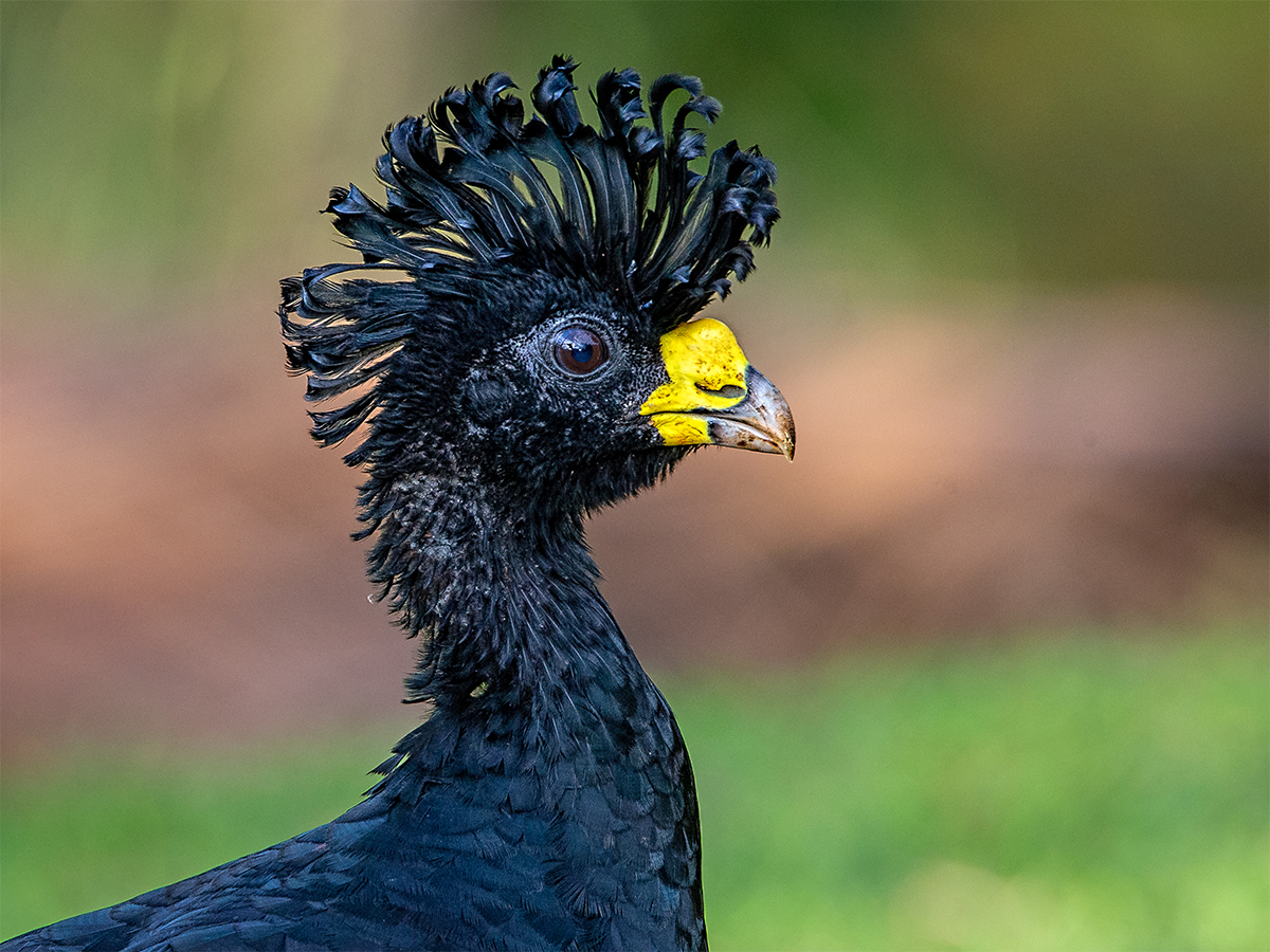 Great Curassow (male).png