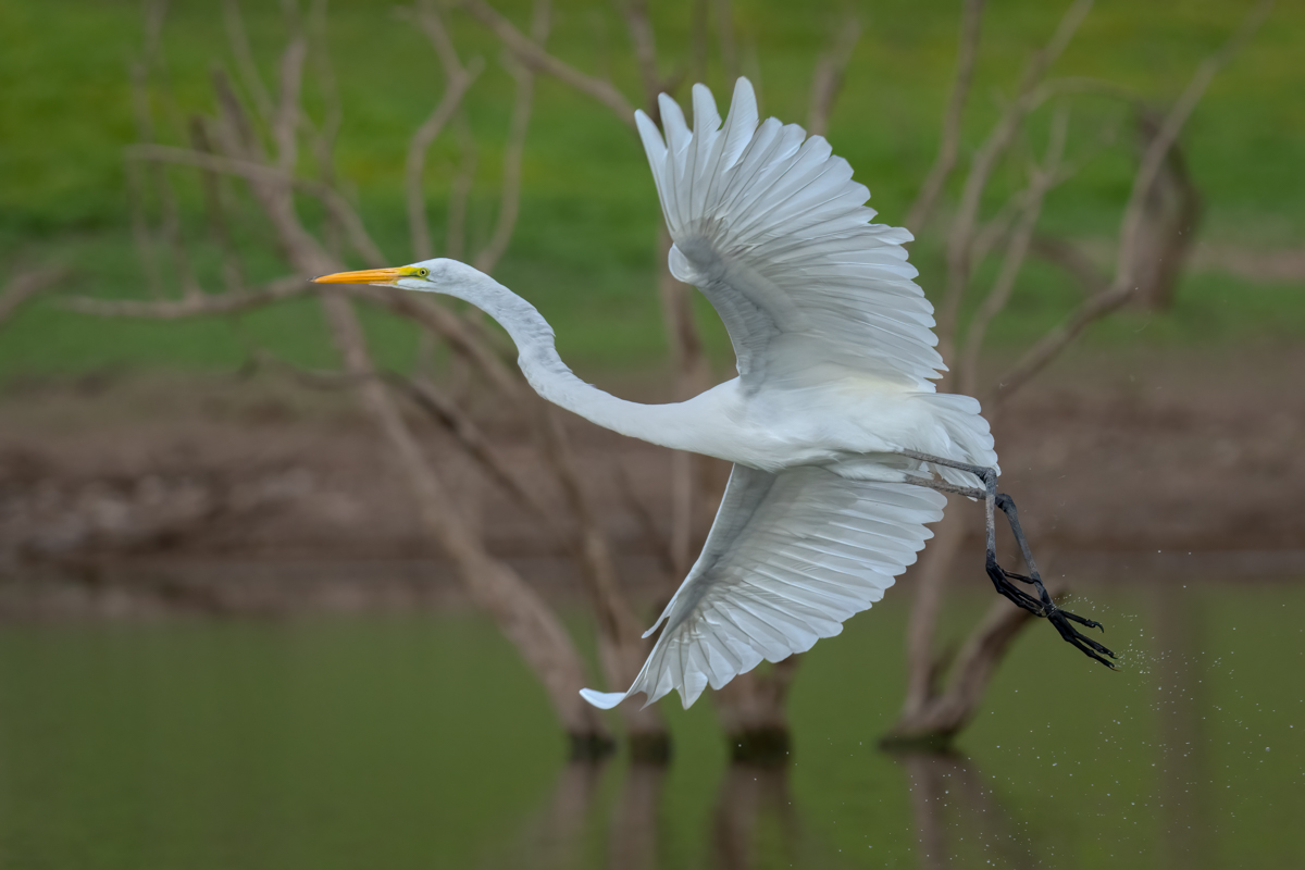 Great egret-01991-Edit.jpg