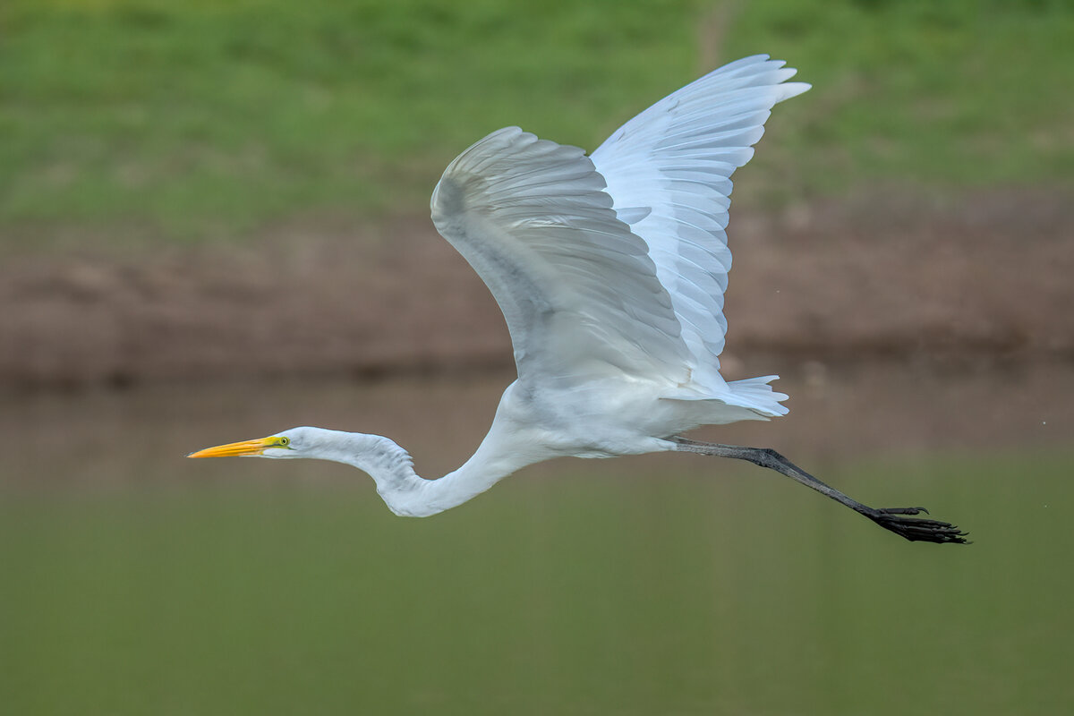 Great egret-02014-Edit.jpg