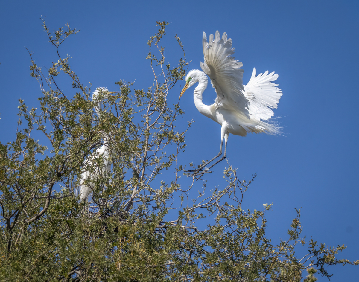 Great Egret-08379-Edit.jpg