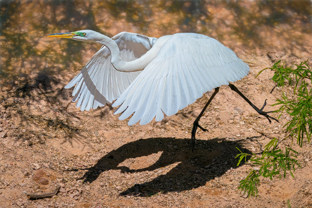 Great egret-9462-2.jpg