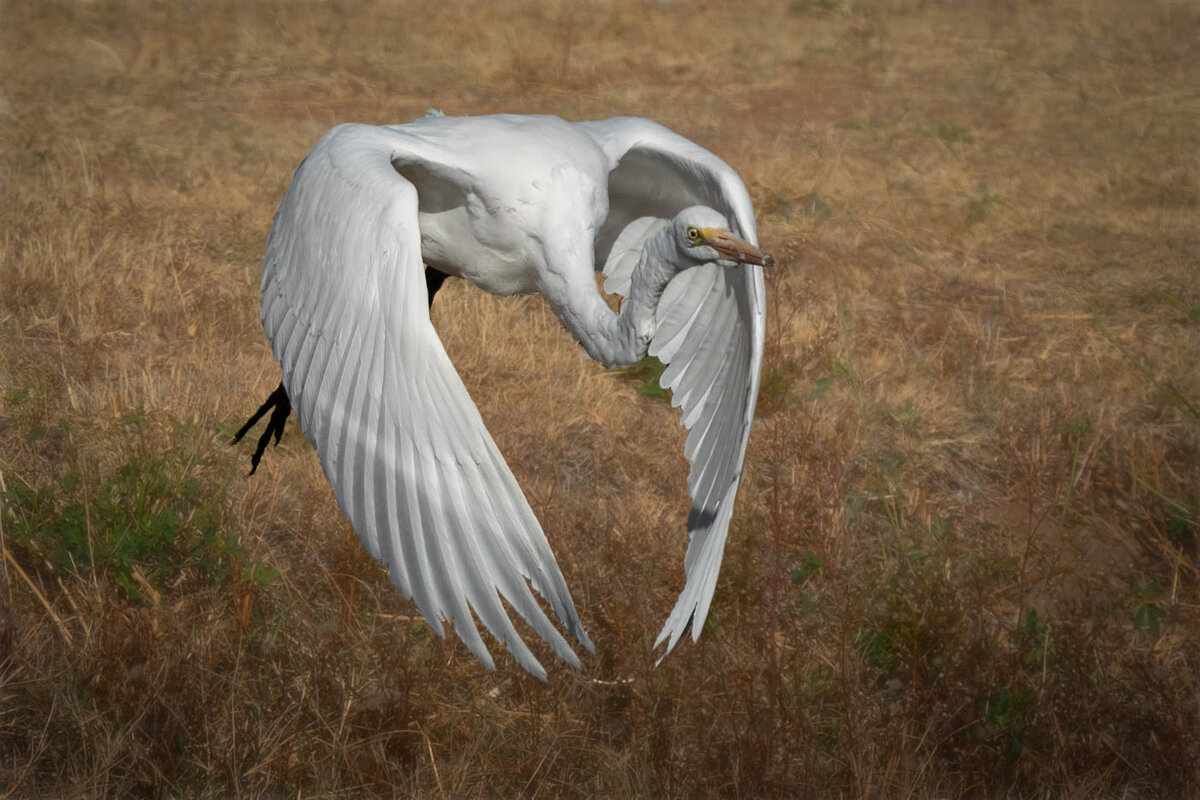 Great egret-9568-Edit-2.JPG