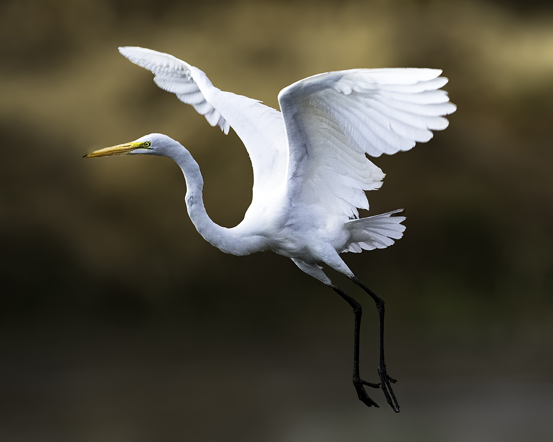 Great Egret blur.jpg