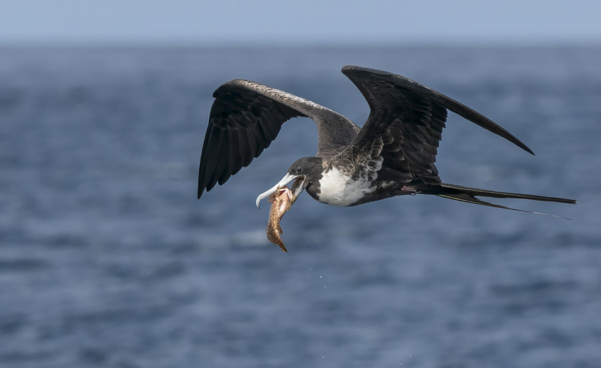 * Great Frigate Bird PA212277-Edit.jpg
