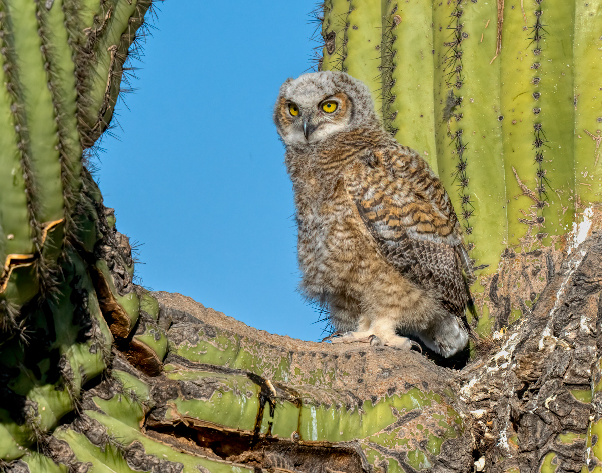 Great horn owlet-02501-Edit.jpg