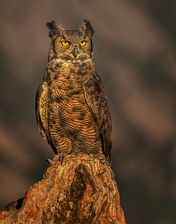 Great Horned Owl- PNG.png
