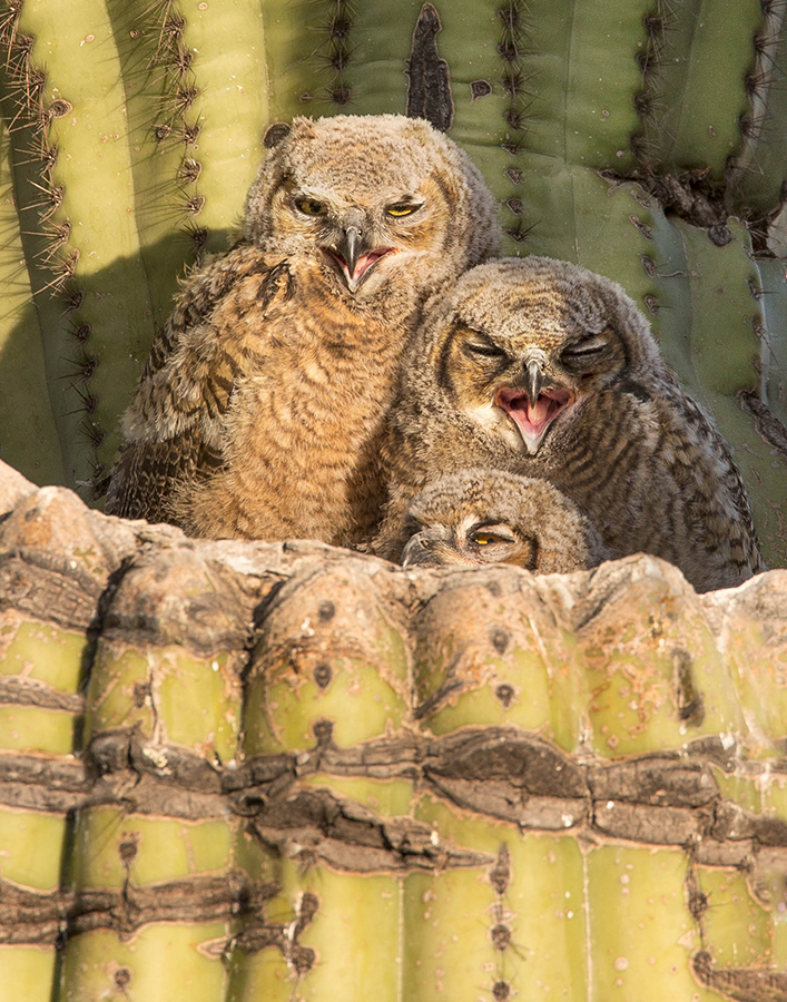 Great Horned Owlets.jpg