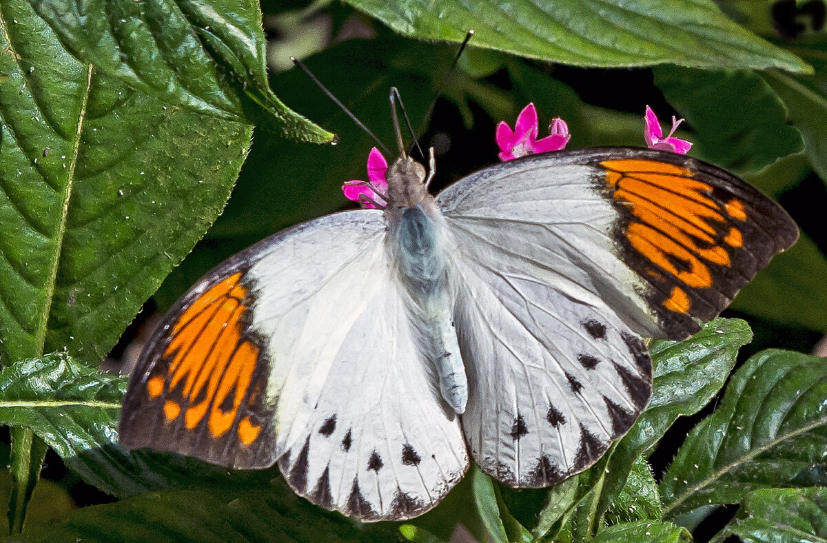 Great Orange-tip.jpg