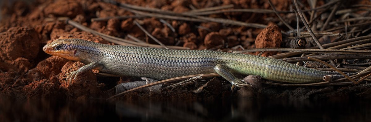 Great Plains Skink -399-Edit.jpg