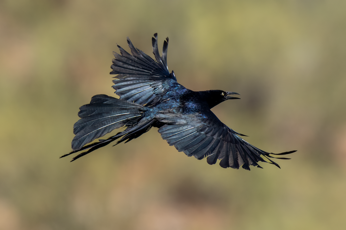 Great-tailed grackle-Quiscalus major.png