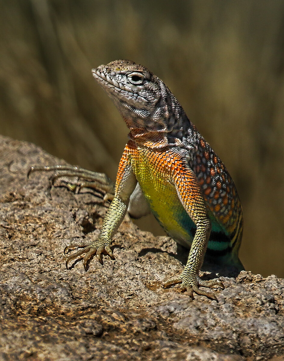 Greater earless lizard-1Y5A0357-Edit.jpg