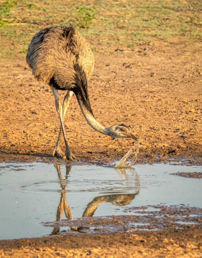 Greater Rhea-00083-Edit.jpg