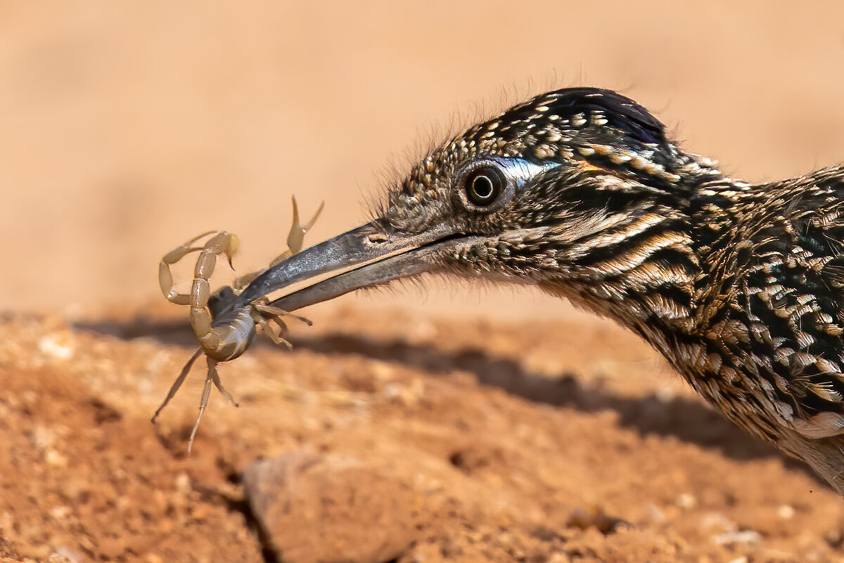Greater roadrunner-3481-Edit-Edit.jpg