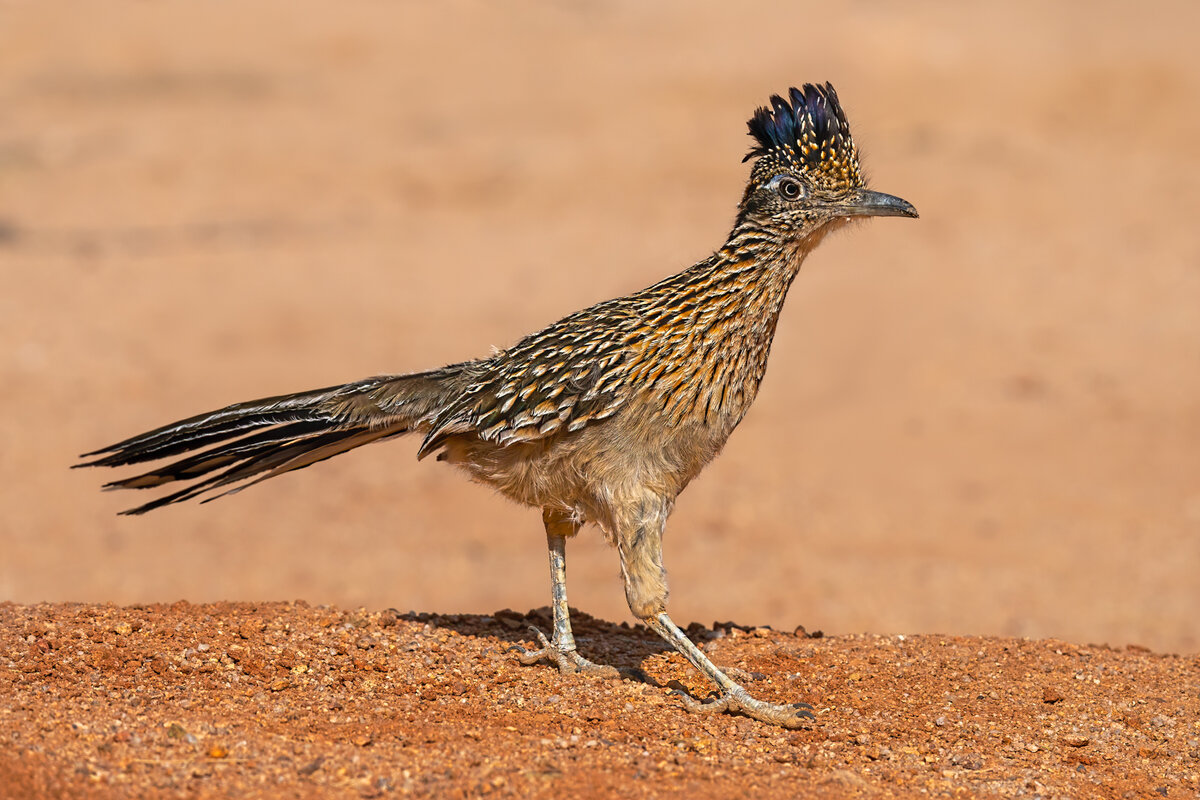Greater roadrunner-3617-Edit.jpg