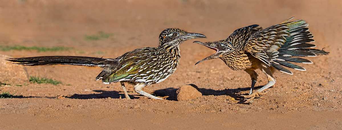 Greater Roadrunners.jpg