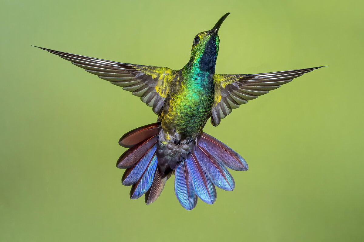 Green-breasted Mango (male).jpg