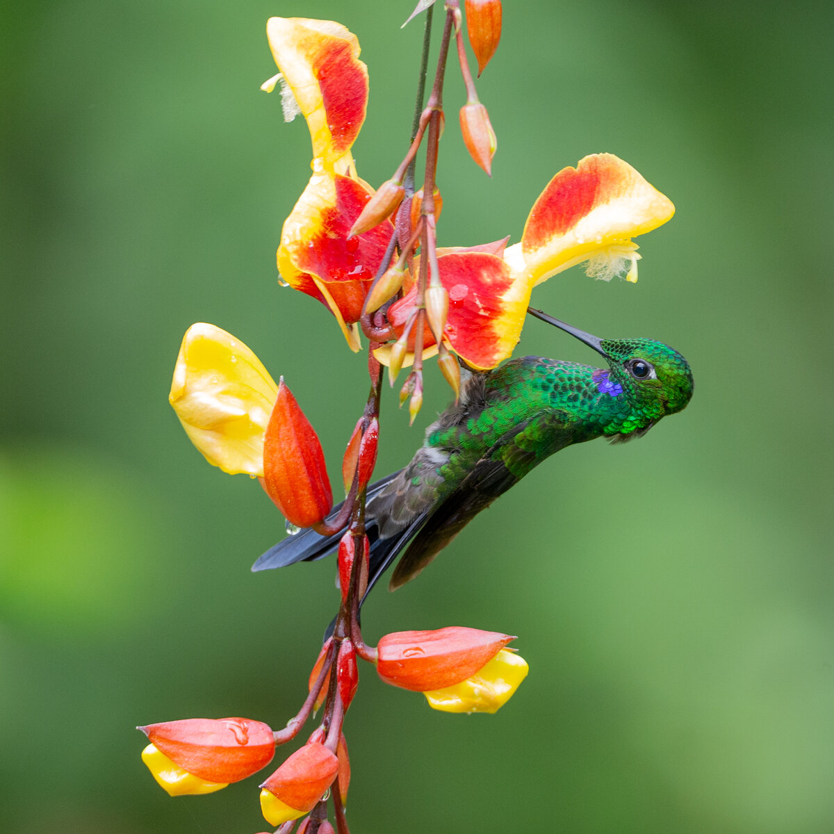 Green-crowned Brilliant-1518.jpg