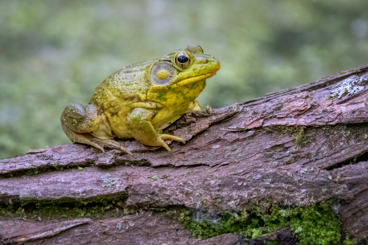 Green frog-07356-Edit.jpg