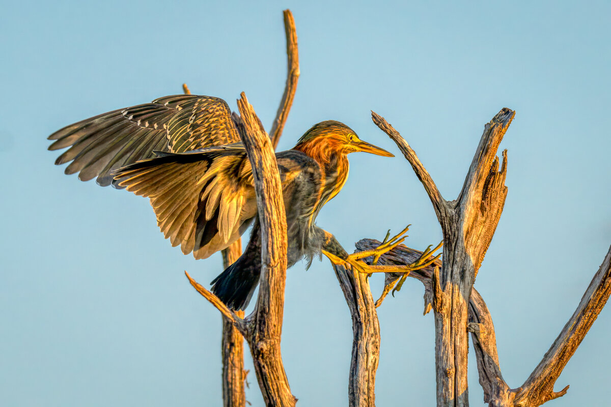 Green heron-01406-Edit.jpg