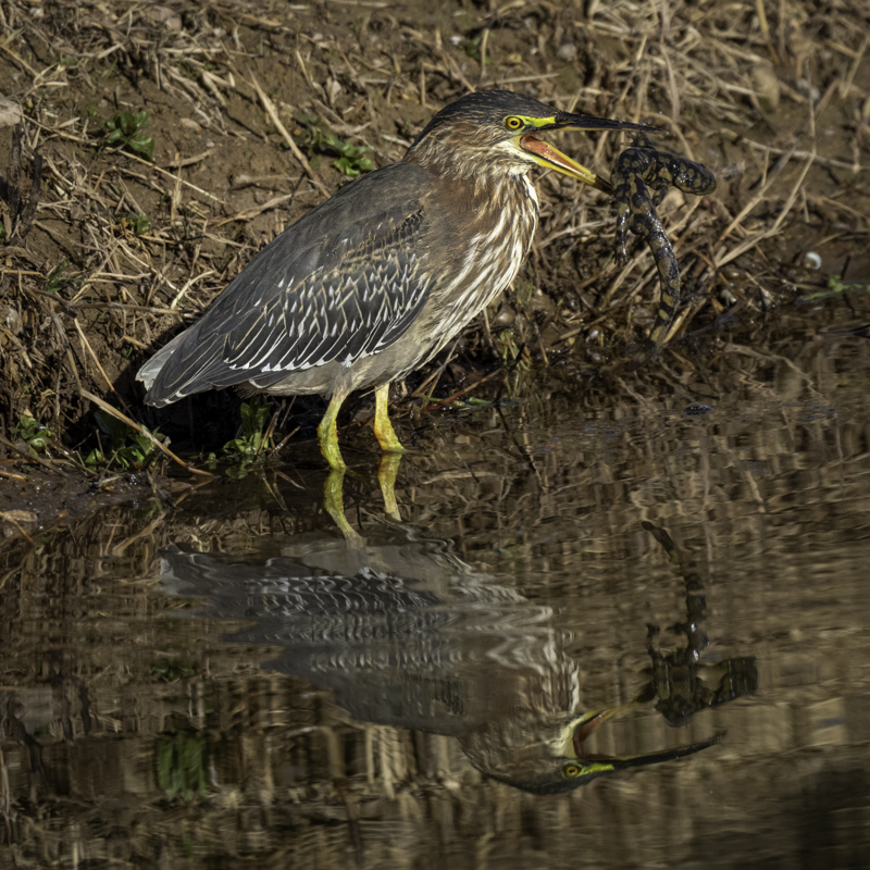 Green heron-02235-Edit.jpg
