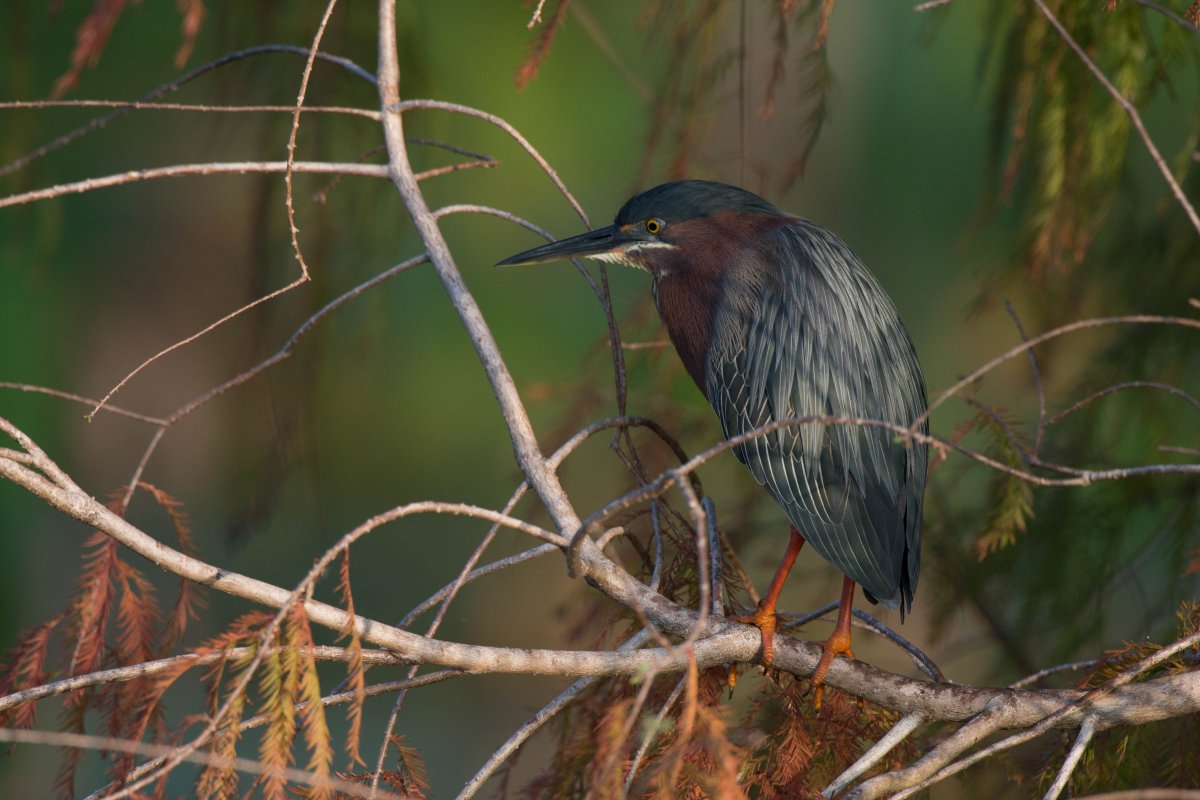 Green Heron (1 of 1).jpg