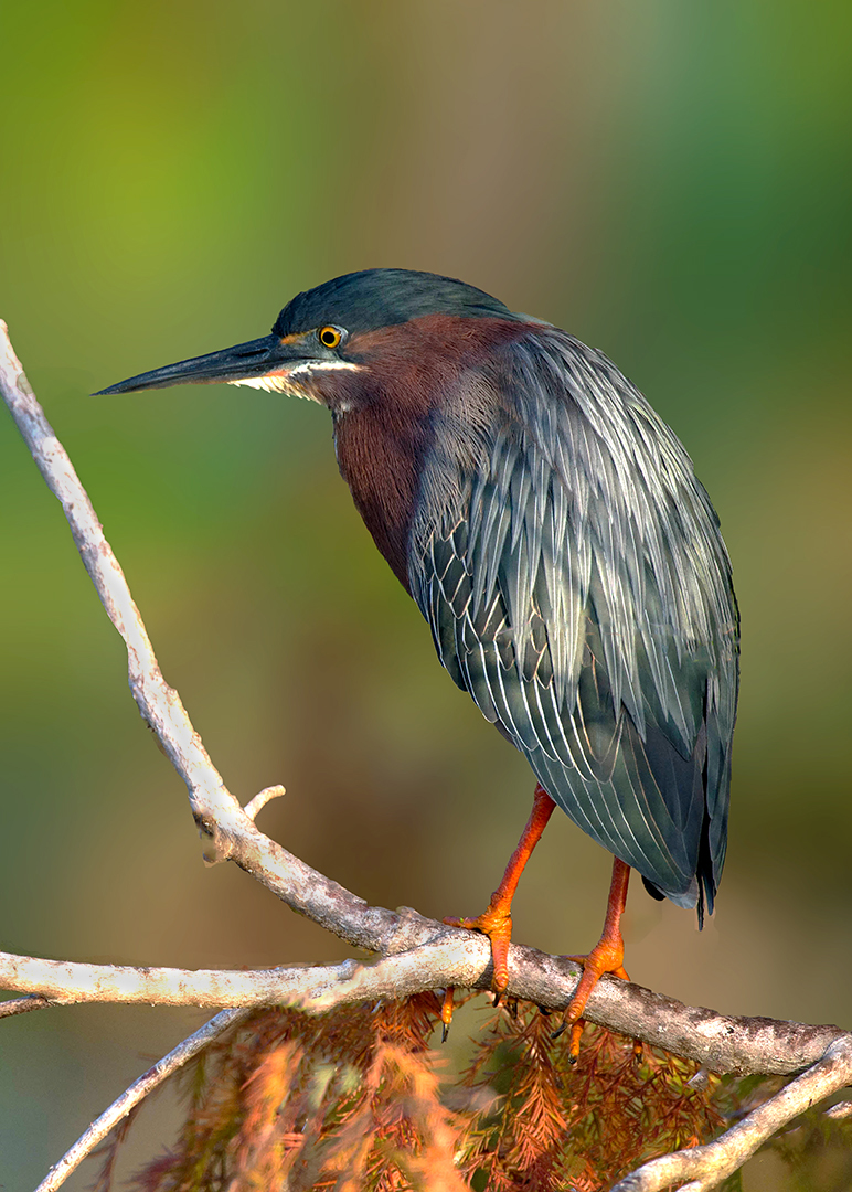 Green Heron .jpg