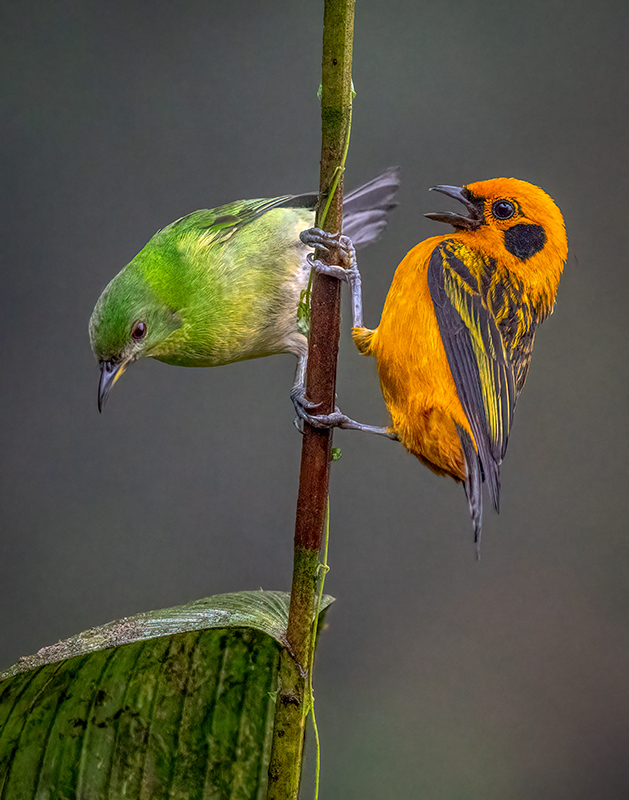 Green Honeycreeper and Golden Tanager.jpg