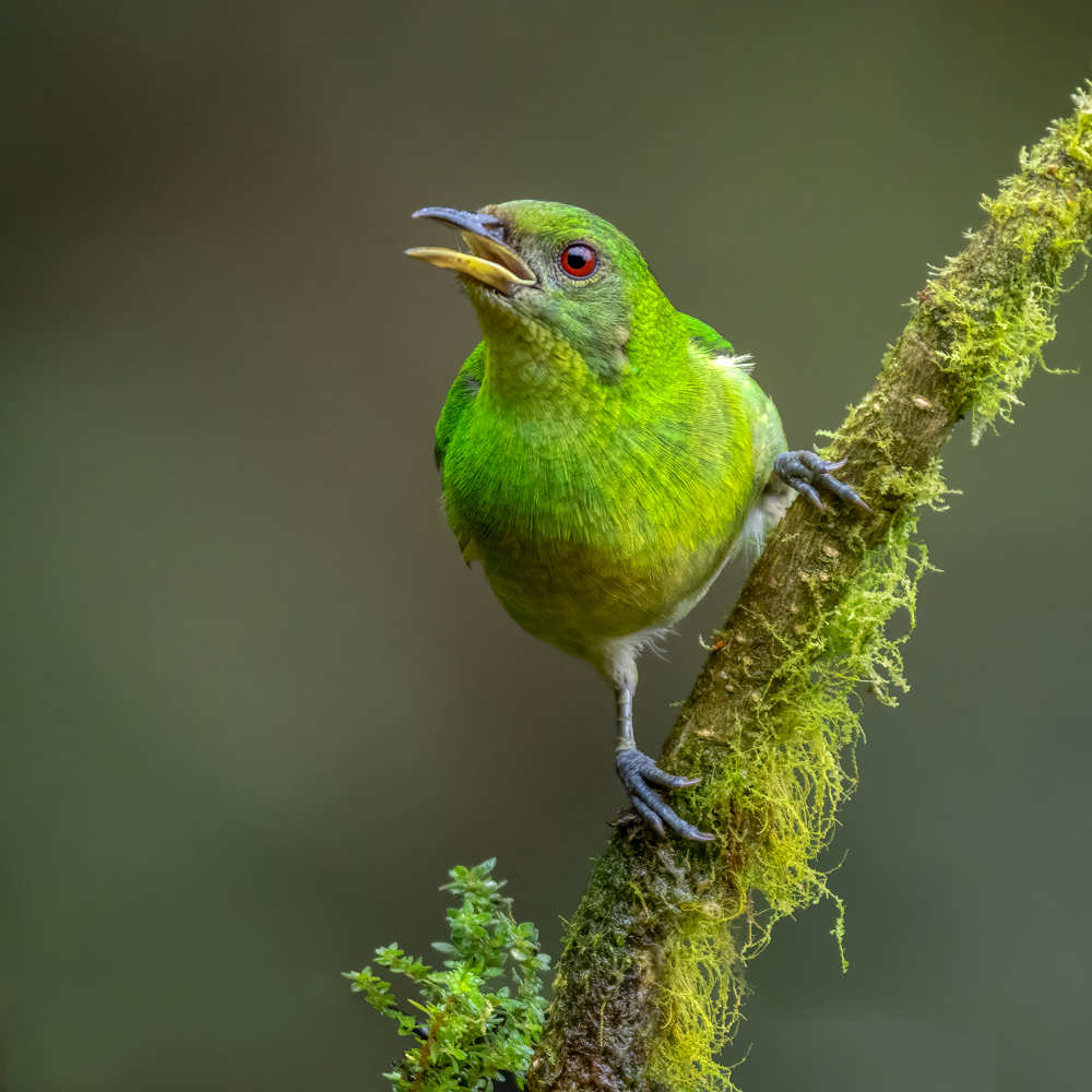 Green Honeycreeper-.jpg