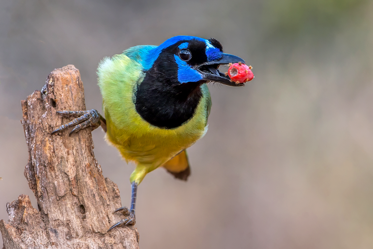 Green Jay.png