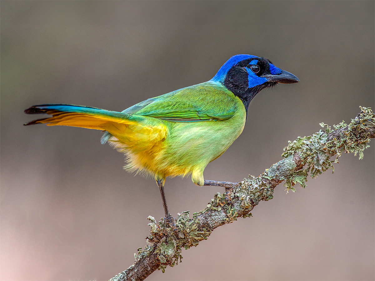 Green Jay, Texas.jpg