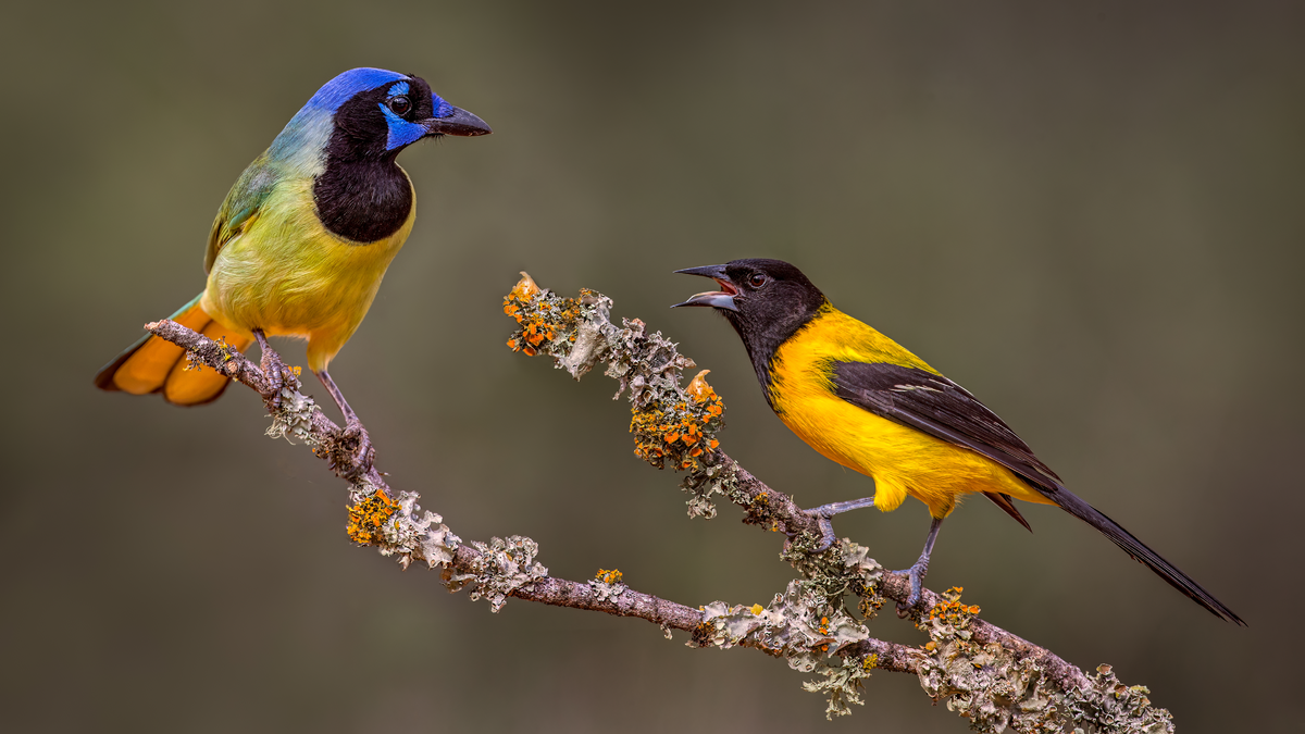 Green jay v Audubon's oriole png.png