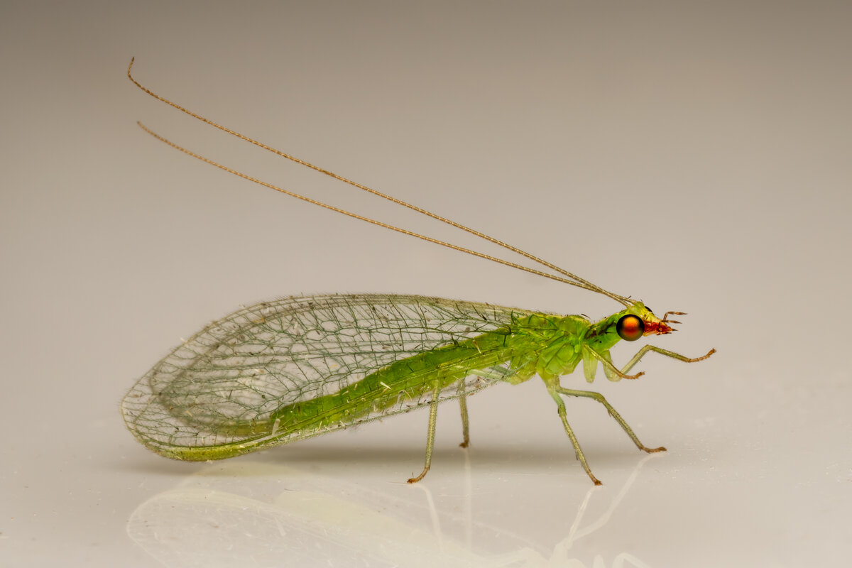 Green Lacewing-0480-Edit.jpg