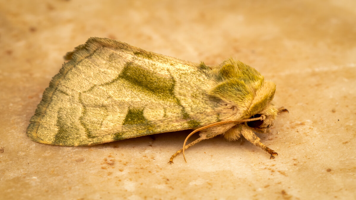 Green Oslaria Moth-8308-Edit.jpg