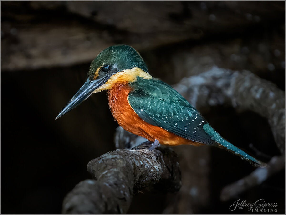 green-rufous-kingfisher1.jpg